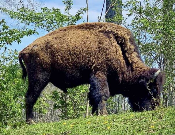 One of the buffalo grazing